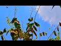 Koinar Saag Aur Soya Chunks Curry Recipe | Healthy Village Style Curry