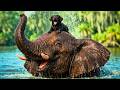 ORPHANED Elephant Adopts a Dumped PUPPY - Their Bond Will MELT Your Heart
