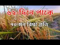 ৬২- দিনে পাকে।৭০-মন বিঘা প্রতি।২০২৩ সালের সেরা ধান।চিকন ধান