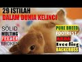 ISTILAH - ISTILAH DALAM DUNIA KELINCI