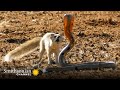 10 Craziest Animal Fights in the Animal Kingdom 🐍 Lions, Hippos, Cobras! | Smithsonian Channel
