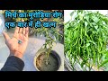 Effective home remedy to remove the worm and leaf curl virus disease from chilli plant in 2 minutes.