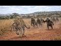 Leopard vs Baboon Troop – The Most Intense Wildlife Showdown Ever Filmed