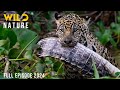 WILD AMAZON | Mysteries of the Ultimate Predators | Animal documentary