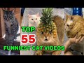 Top 55 Hilarious Cat Moments You’ll Ever Watch | Under 5 Minutes!