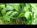 21 days of vegetable in my sister garden