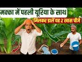 मक्का की खेती / बुवाई से लेकर कटाई तक पूरी जानकारी / makka ki kheti kaise kare