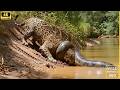 Wild life amazon jungle: The Silent Giant - World's Biggest Anaconda in Amazon Forest #wildlife