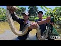 Con Rắn Khủng Ẩn Nấp Trong Đìa Cụ Lâu Năm | Gấc Quê
