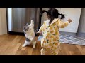The Most dramatic cats moments ever! 😂🤣 Funny Cat Videos 2025