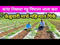फेब्रुवारी मार्च महिण्यात करा हिच पिके 🌱✅ | February pike | march mahinyatil pike | Agriculture 