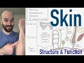 Integumentary System | Structure and Function of the Skin