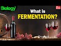 What is FERMENTATION? | Bacteria That Make Delicious Food | Understanding Wine Bacteria