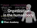 Organization in the human body | Cells and organisms | Middle school biology | Khan Academy