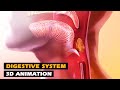 How the Digestive System Works | 3D Animation