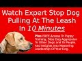 Stop Dog Pulling At The Leash – See It Done In 10 Minutes