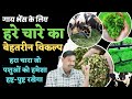 गाय भैंस के लिए हरा चारा जो पशुओं को रखेगा हमेशा हष्ट-पुष्ट