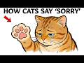 How Do Cats Apologize To Humans?