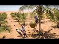 Unbelievable! A Coconut Tree Planted in the Desert – What Happened Next Was Shocking