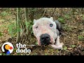 Skinny Senior Pittie Found Alone In The Woods Is Queen Of Her House | The Dodo