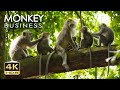 4K HDR Monkey Business - Life of Monkeys - Animal Documentary - Fun \u0026 Relaxing Music Video - No Talk