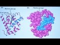 Ahern's Biochemistry #5 - Protein Structure 3
