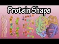 Protein Shape - Levels Of Protein Structure - Shape Of Proteins - What Is Protein Denaturation