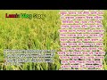 Vlog 13 | Review of Beautiful rice plant in my Brother garden | Lamia Vlog | Choti Golpo
