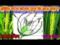 বৃষ্টির জলে ধানের ফুল কি ঝরে যায় । জেনে নিন নইলে বিপদ
