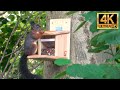 Adorable Squirrel Eating A Snack - 4K UHD | Animal Sounds with Peter Baeten