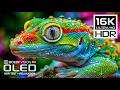 BEST Vivid OLED HDR TEST | 16K HDR Nature Video | Dolby Vision 120FPS (8K/4K Video TV)