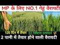 No.1 wheat variety for MP 🌾 32 quintals per acre production / MP Gehu Variety 2025 / Gehu ki Kheti