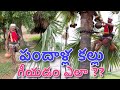 తాటికల్లు గీయడం ఎలా||How to Draw Palm Juice||తాటి కల్లు||Thati Kallu||Palm wine||Palm juice natural