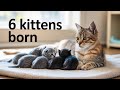 New Mom Cat With 6 Tiny Kittens Rescued The Very Same Day