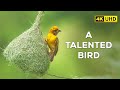 Yellow Weaver Bird (Baya) - 4K Video