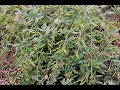 Promo | Kandi Panta Cultivation | Red Gram | Tur Dal | Arhar | Natural Farming
