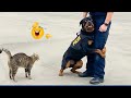 When a Police Dog Becomes a Comedian 😂 Funny Dog Videos 2026