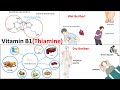 Vitamin B1 : Thiamine