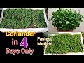 Fastest growing method of coriander/Super fast growing idea coriander in only 4 days/ dhania in pot