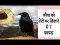 कौआ को रोटी खिलाने के 7 फायदे शत्रुनाश, कर्जमुक्ति, ग्रहशांति, नौकरी... Vastu Shastra #shani