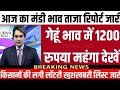 आज गेहूं के भाव में आई भयंकर तेजी । आज का गेहूं का भाव ।‌ gehun Mandi Bhav today । गेहूं मंडी भाव ।