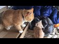 Dad cat beats up kitten and gets a kiss from mom at the end. Part 1.