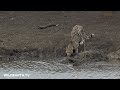 Crocodile attacks unsuspecting cheetah cub