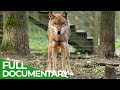 Dogs - How the Wolf became Man's Best Friend | Free Documentary Nature
