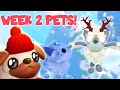 Snowball Pug \u0026 Maine Coon! Week 2 Pets Revealed | Roblox Adopt Me Christmas 2025 | Riivv3r