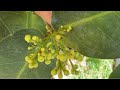 Vlog #123: Which plum varieties bloom earliest on their own at Viet Garden???