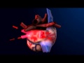 How the Heart Pumps Blood - 3D Heart Animation || ABP ©
