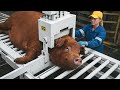 Massive Duroc Pig Farm Factory Tour | Modern Pork Processing Full Process