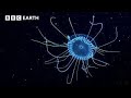 🔴 LIVE: Exploring Underwater Worlds | BBC Earth