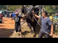 SAPI MONSTER KANDANG PEDALAMAN DATANG‼️ SIAP GUNCANG KANDANG MACAN🔥